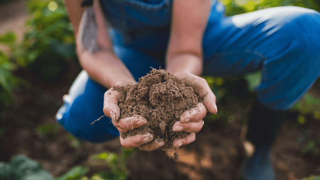 Fertile Soil, Fertile Mothers: Why We Choose Regenerative Ingredients