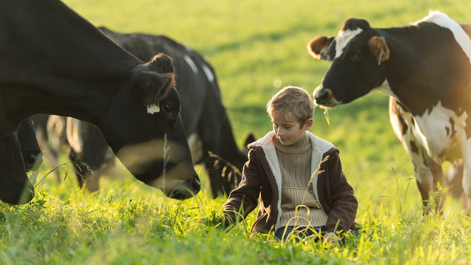 Kid sitting in field with cows