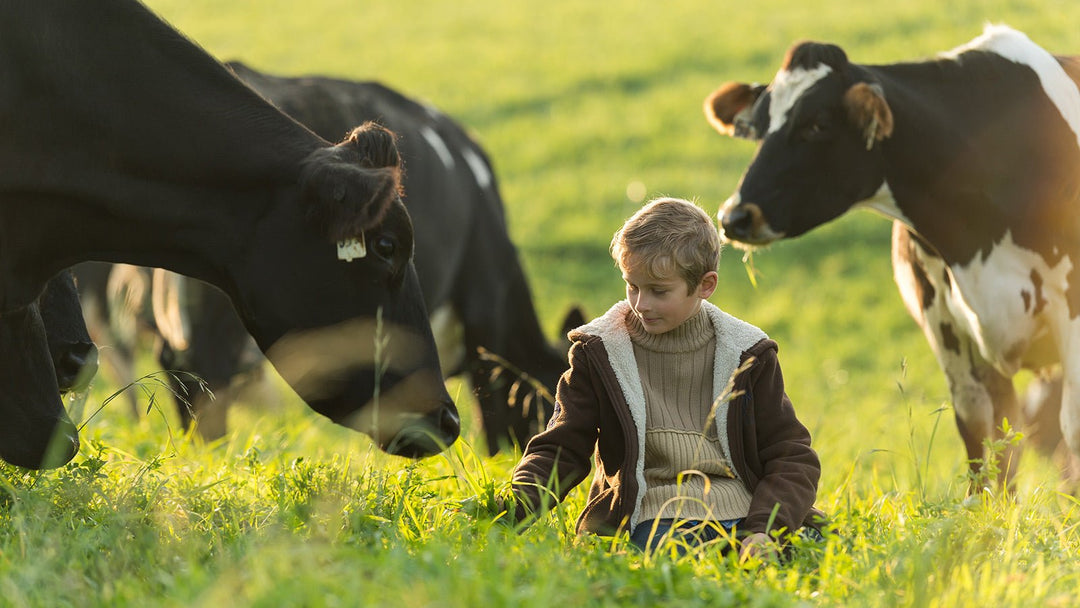Kid sitting in field with cows